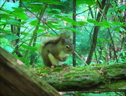 American Red Squirrel on the Boreal Life Trail at the Paul Smiths VIC